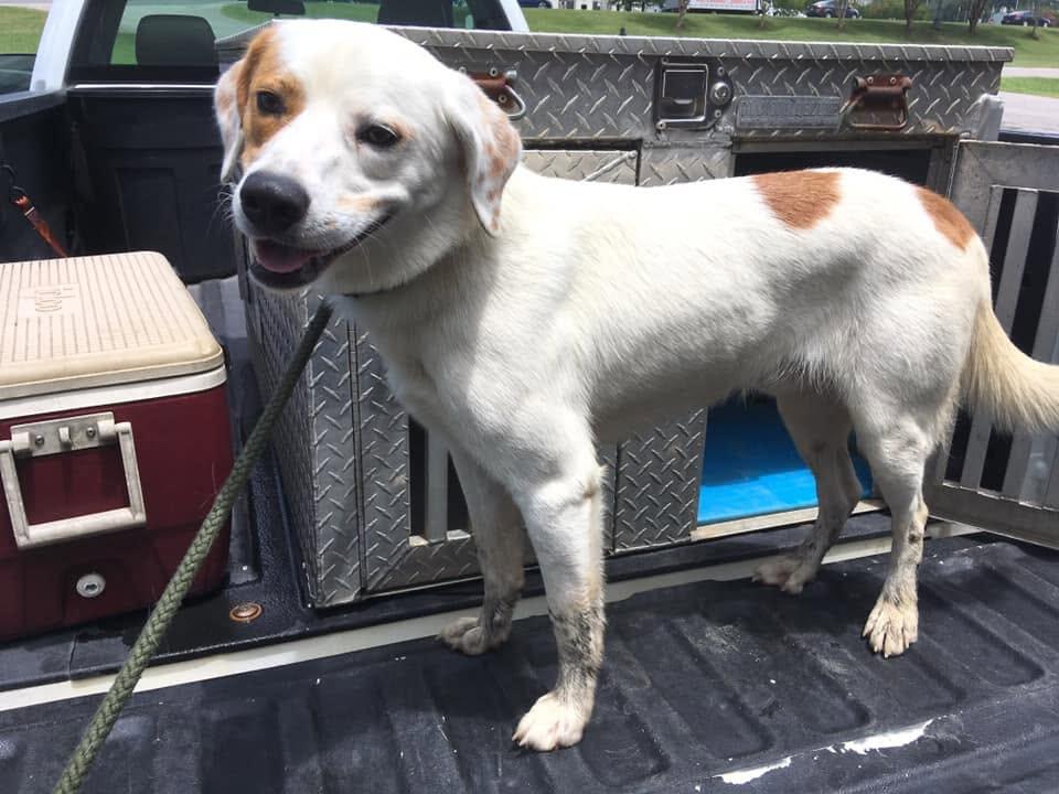 Rescued dog